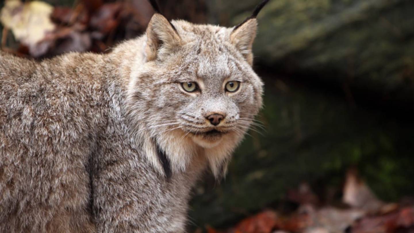 Britainâs âBig Catâ Conundrum