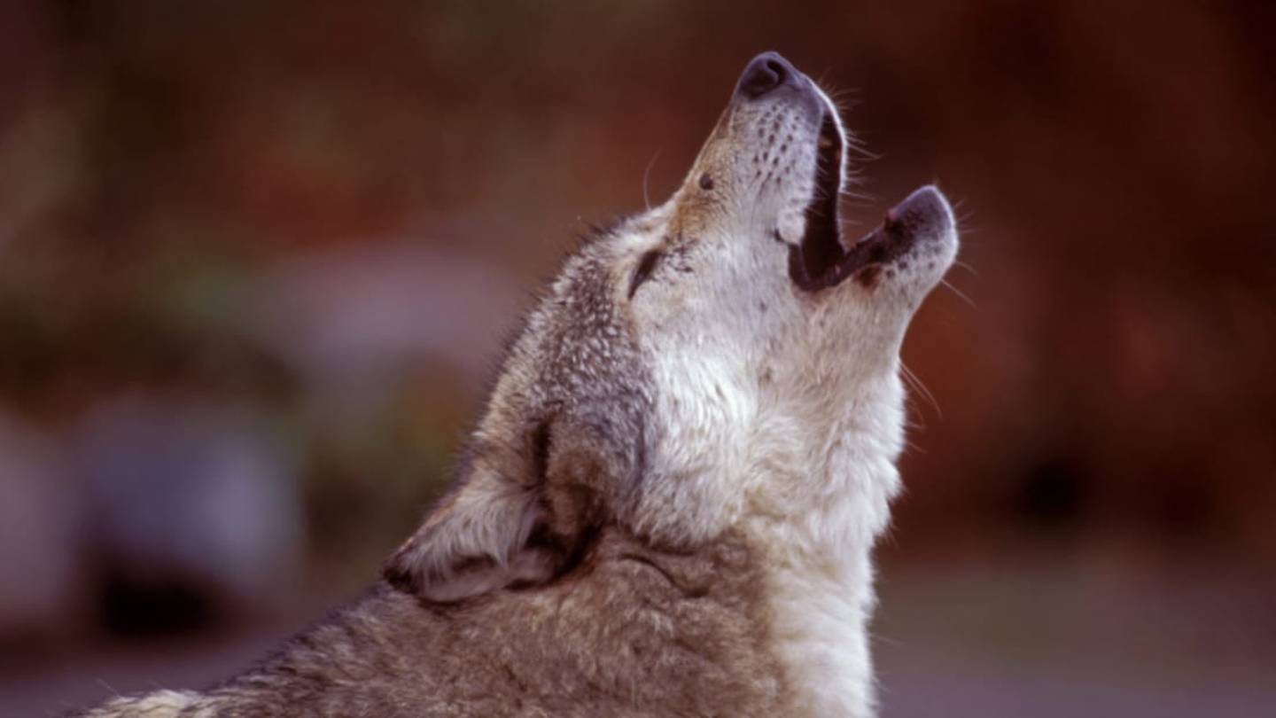 Are Wolves Really Howling at the Moon?