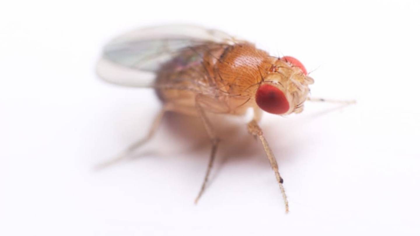 You Can Catch Flies With Honey, But Fake Sweetener Kills Them