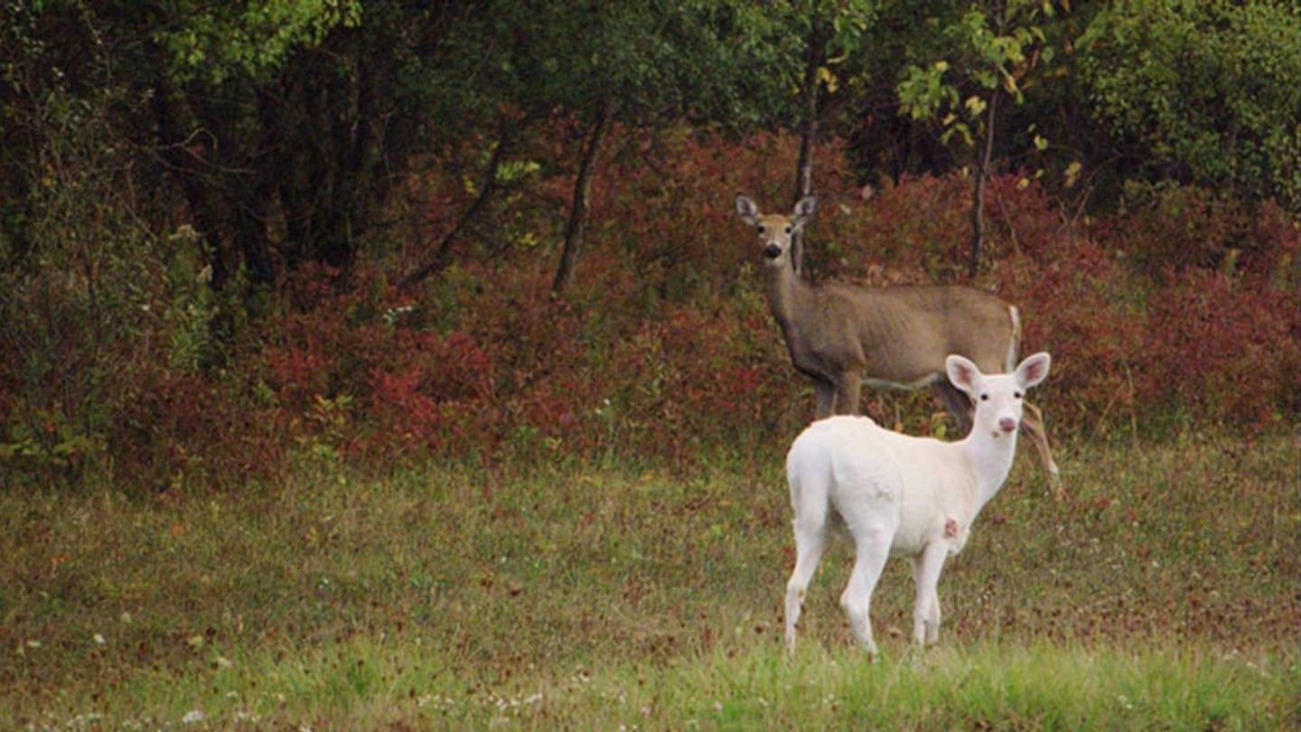 The White Deer of the Finger Lakes Are in Trouble