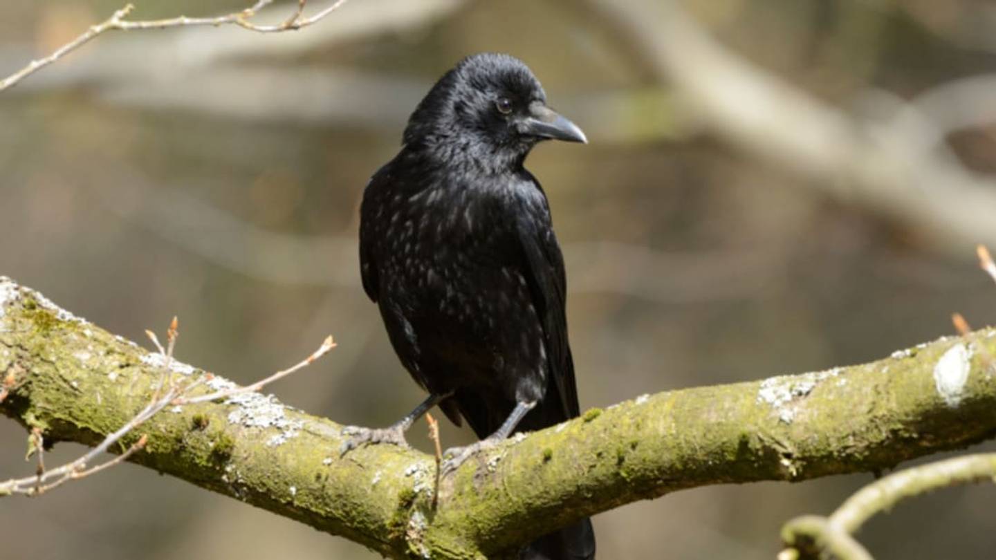 8 of the Animal Kingdomâs Most Clever Problem Solvers