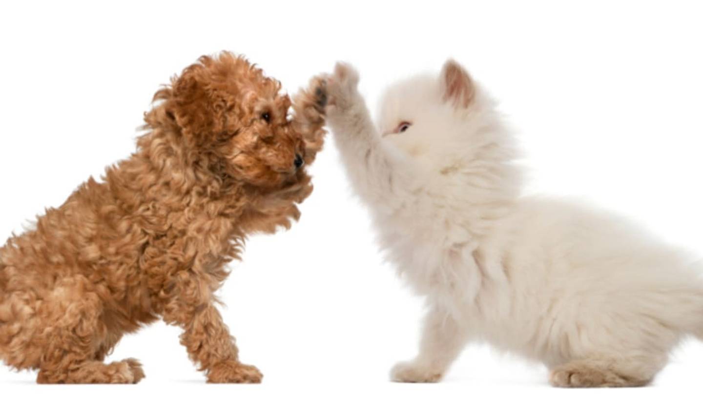 Are Cats and Dogs Right or Left Handed, Too?