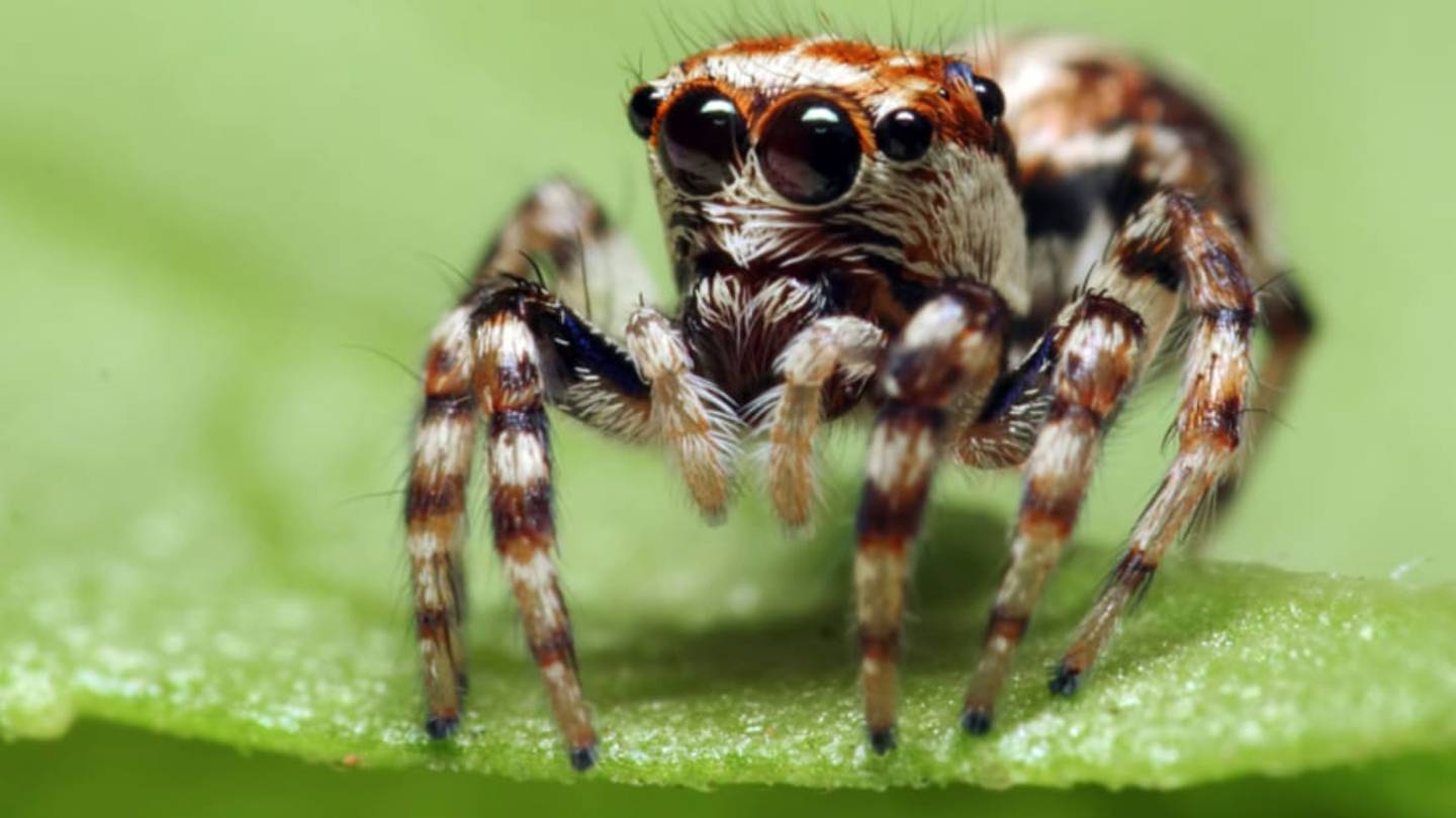 What Does Marijuana Do to Spiders?