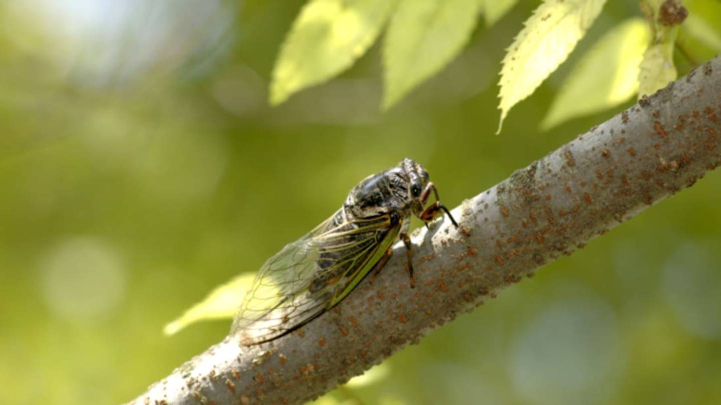 Why Do Cicadas Spend So Much Time Underground?