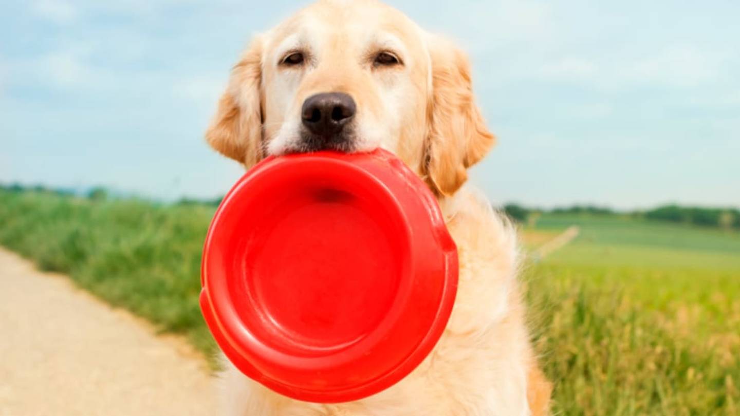 11 Dogs Performing Amazing Tricks