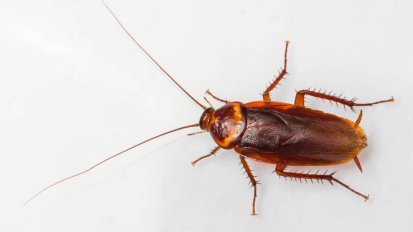 Why Do the Chinese Farm Cockroaches?