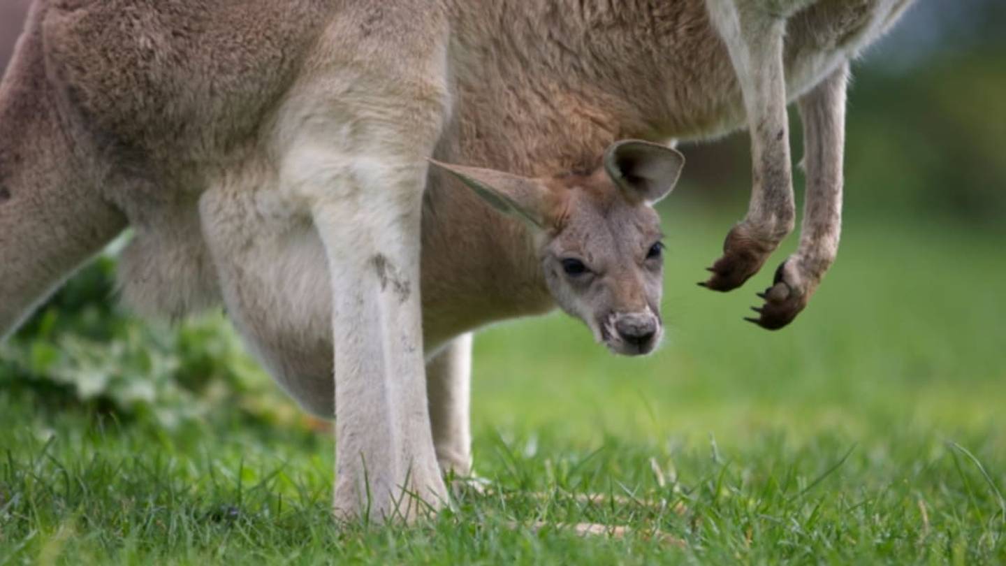 11 Animals that are Super Small at Birth