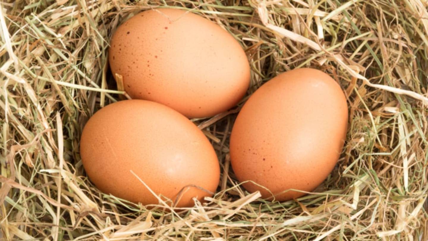 Why Are Eggs Egg-Shaped?