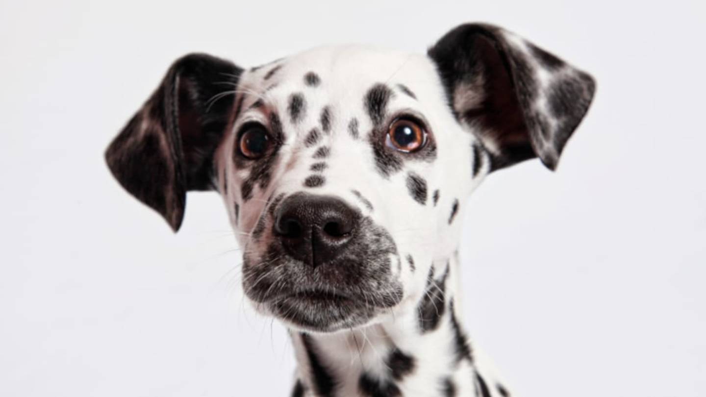 15 Delightful Dog Breedsâ Original Jobs