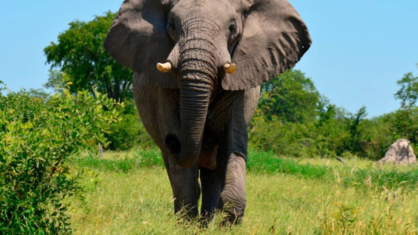 What 11 Popular Zoo Animals Taste Like (According to People Who Tried Them)