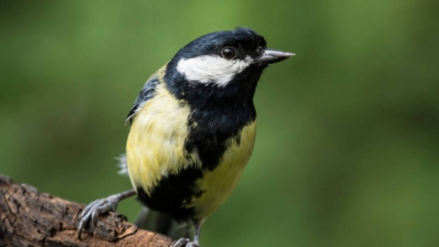 5 Animals That Eat Brains