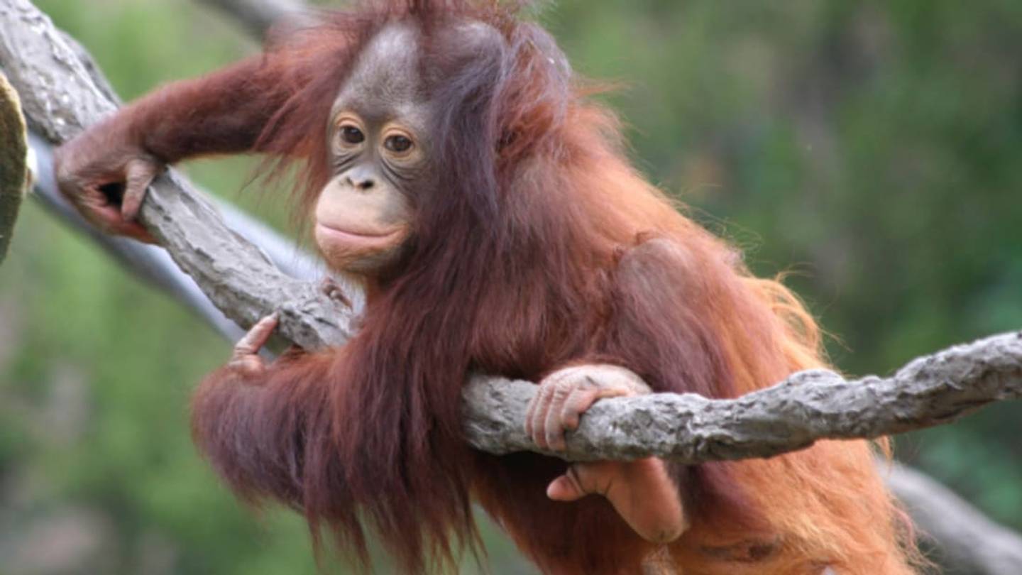 12 Animals Whose Names Etymologically Describe Them