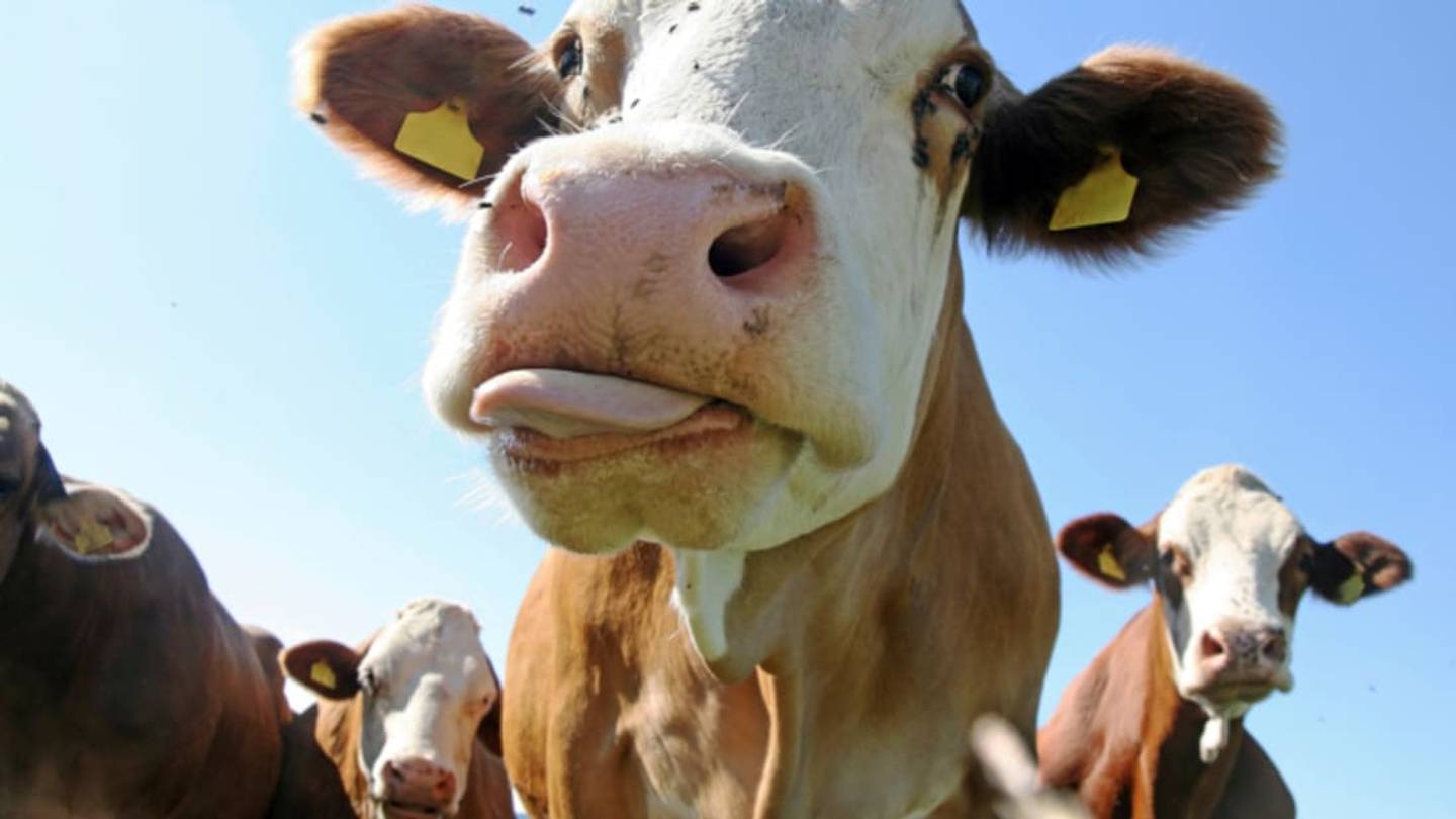 Do Cows Moo in Different Accents?