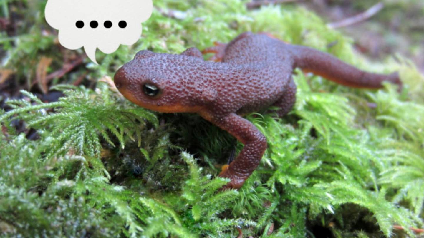 Silence of the Newts