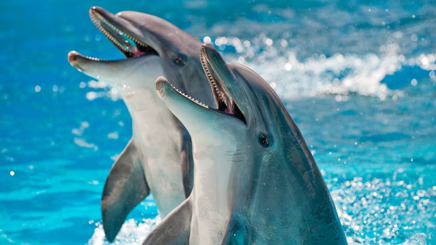 If Dolphins Are Mammals and All Mammals Have Hair, Why Aren't Dolphins Hairy?