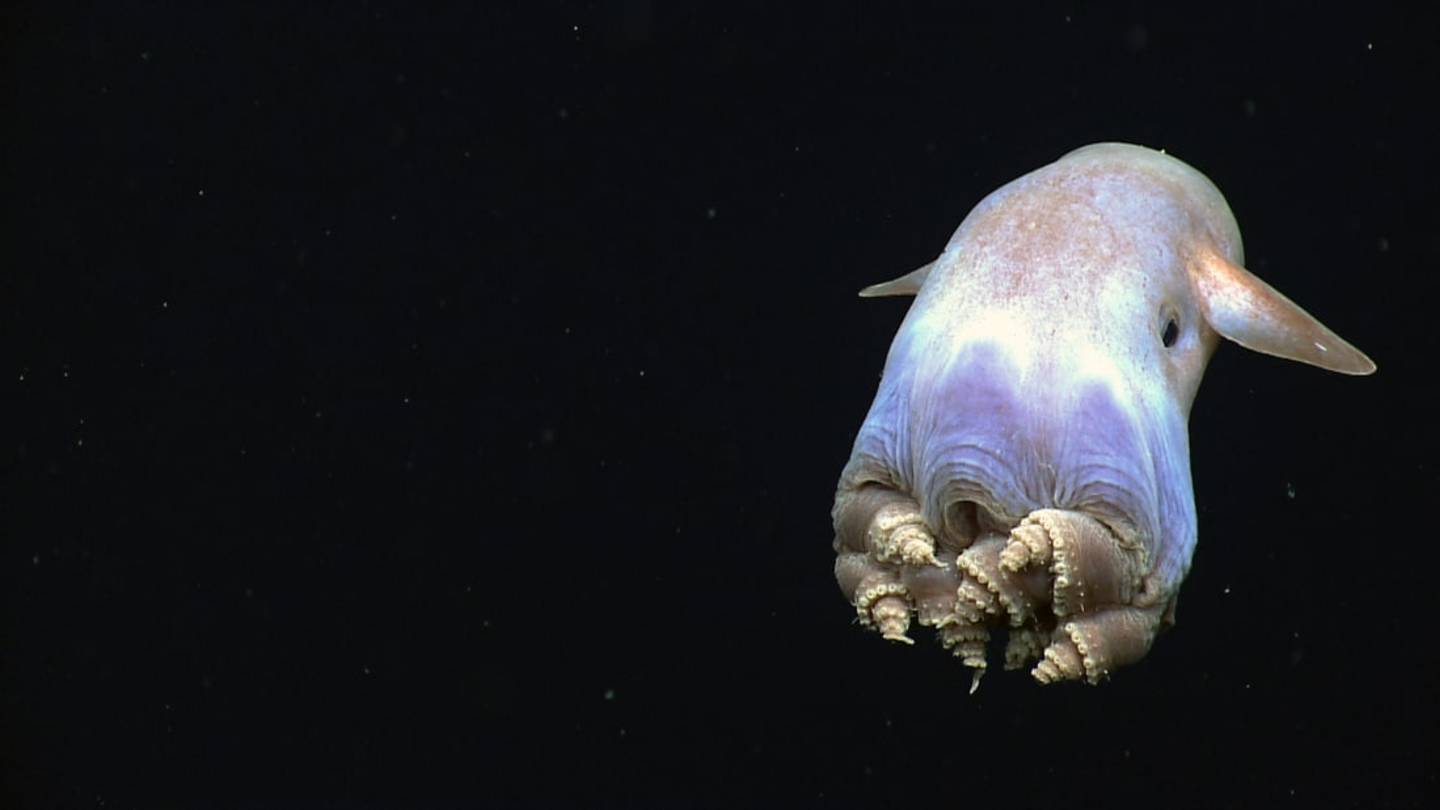 Cephalopods Evolve Differently From the Rest of Us, Study Finds
