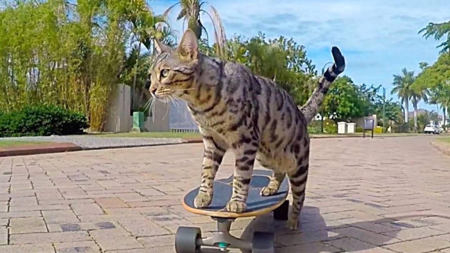 6 Adorable Animals on Skateboards