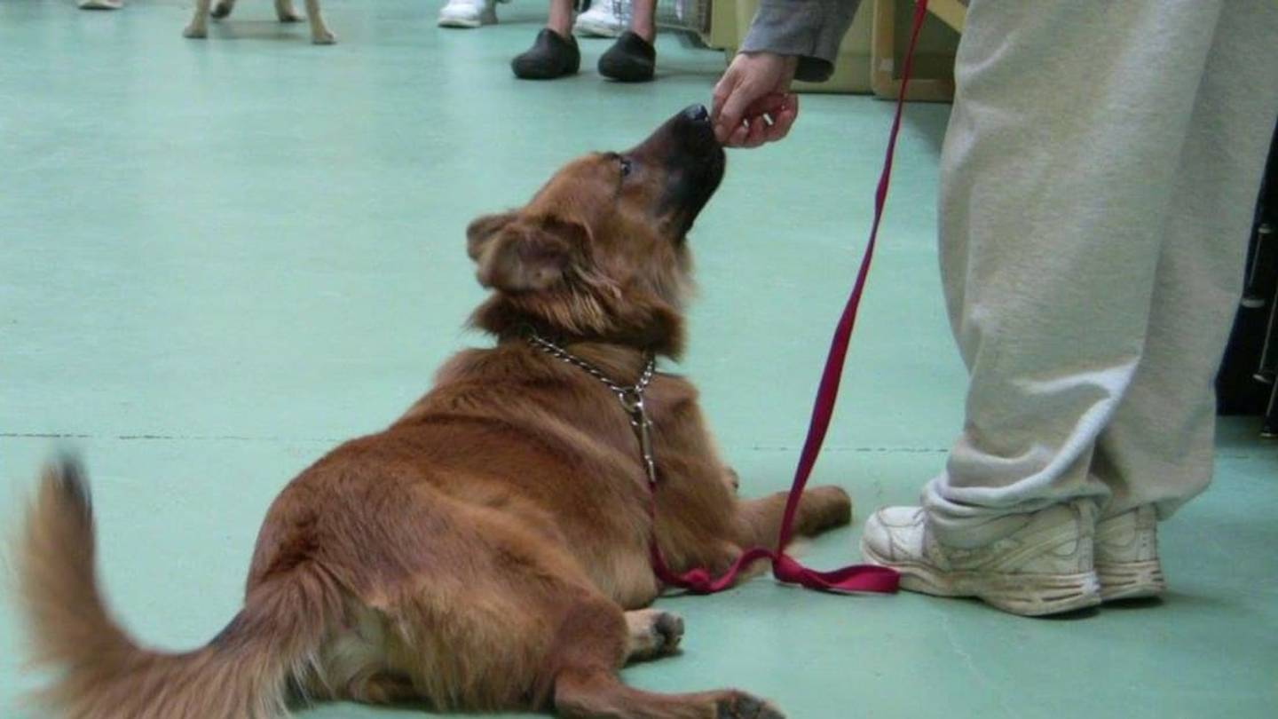 8 Prison Animal Programs