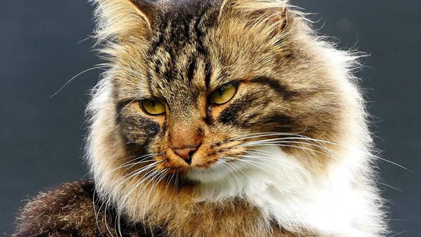 10 International Cat Celebrities