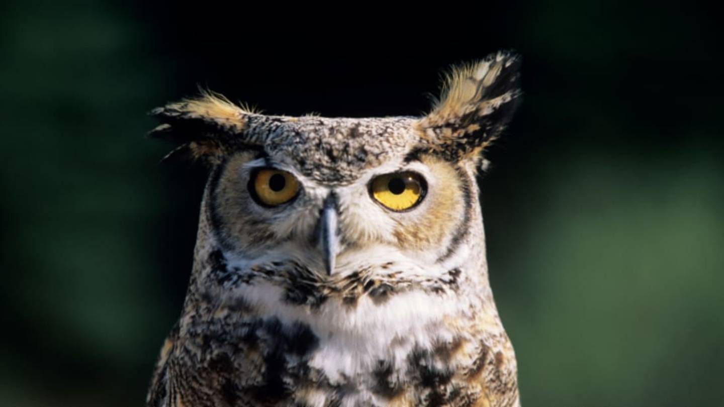 How Can Owls Rotate Their Heads 270 Degrees Without Dying?