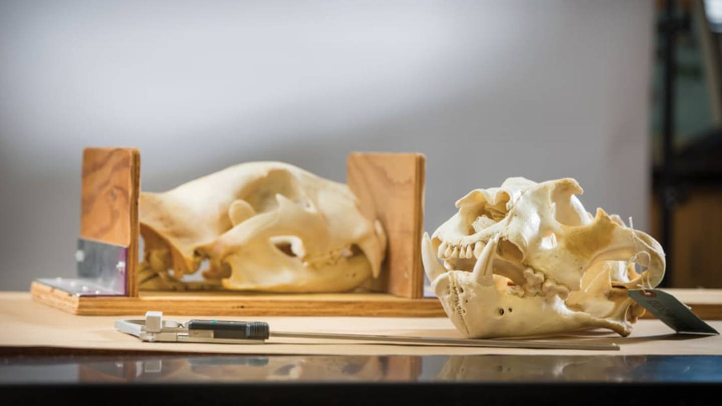 Inside the World's Only Wildlife Forensics Lab