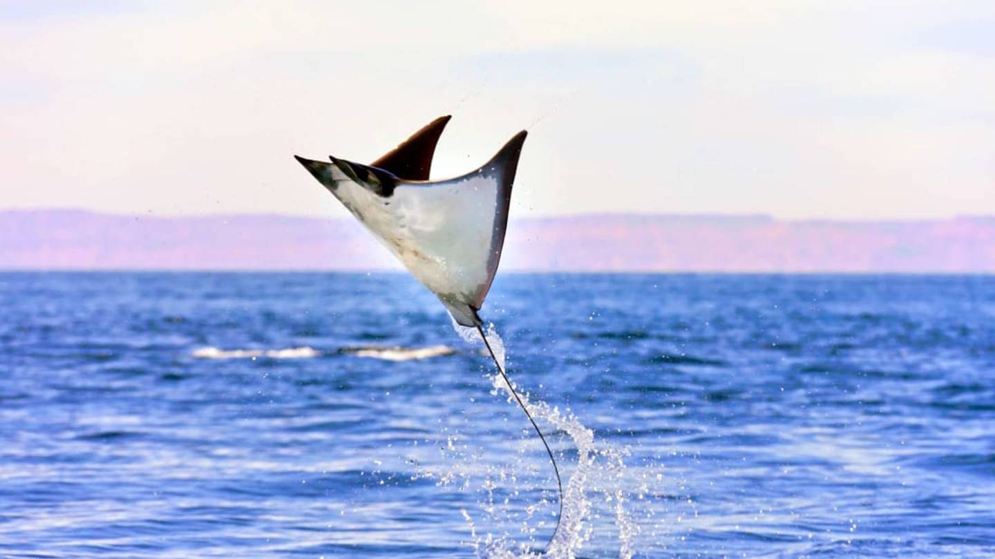 7 Animals That Appear to Fly (Besides Birds, Bats, and Insects)