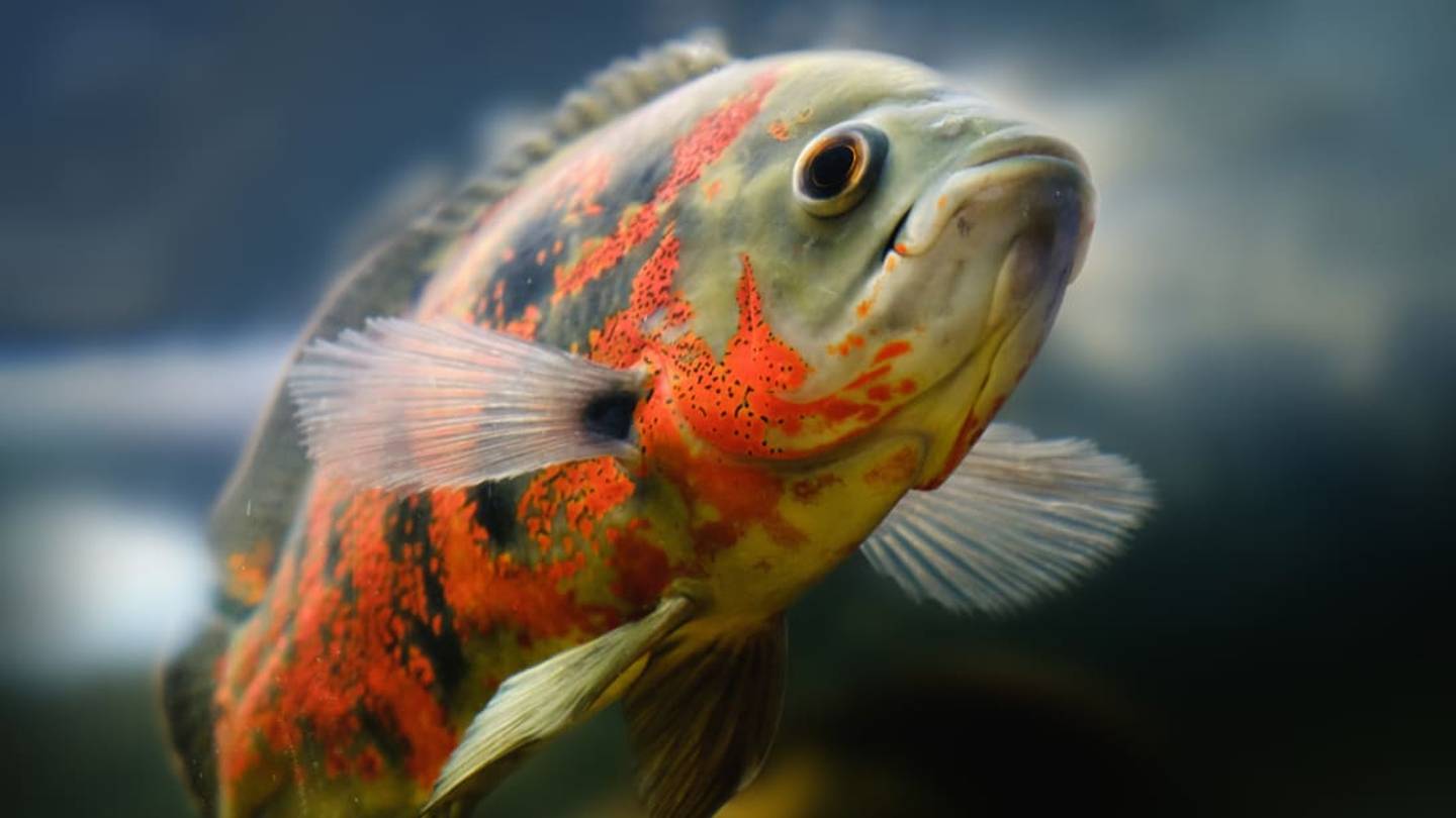 Do Fish Really Have a Three-Second Memory?