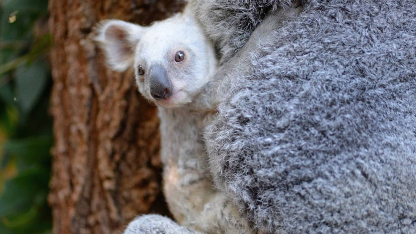 Australia Zoo Is Taking Name Suggestions for Its Newborn White Koala