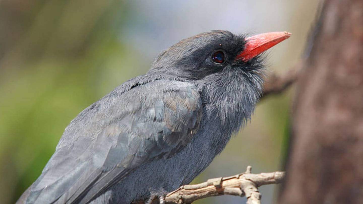 For Birds, It Pays to Follow the Monkey