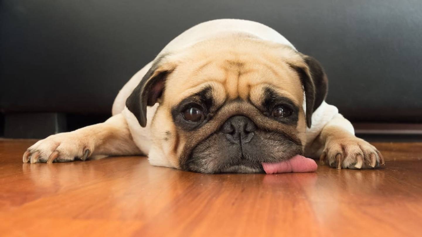 Who Cleans Up After Seeing Eye Dogs?