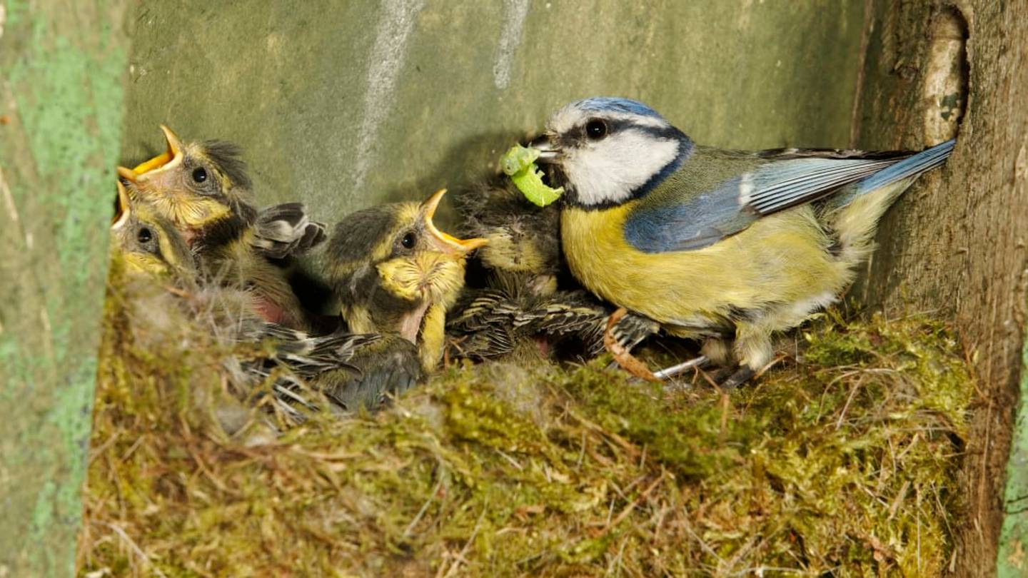 If You Touch a Baby Bird, Will Its Mom Abandon It?