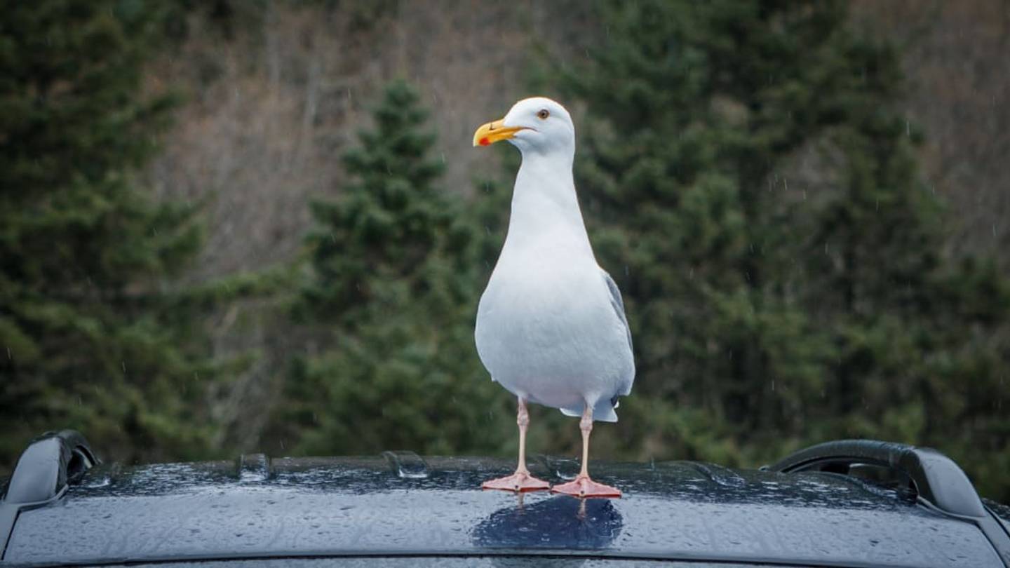 Why Utah Loves Seagulls (but not crickets)