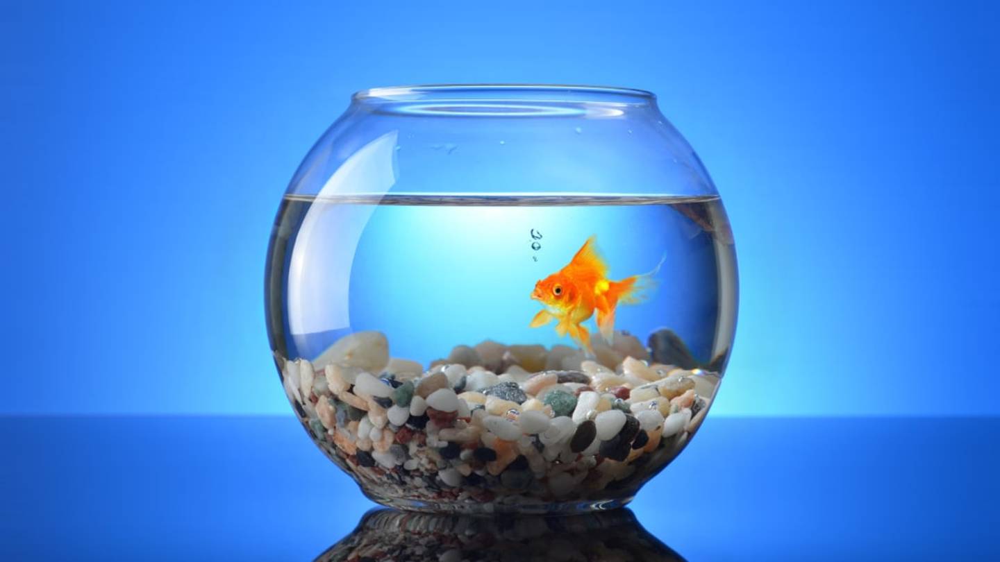 6 Amazing Animals That Practically Lived Forever
