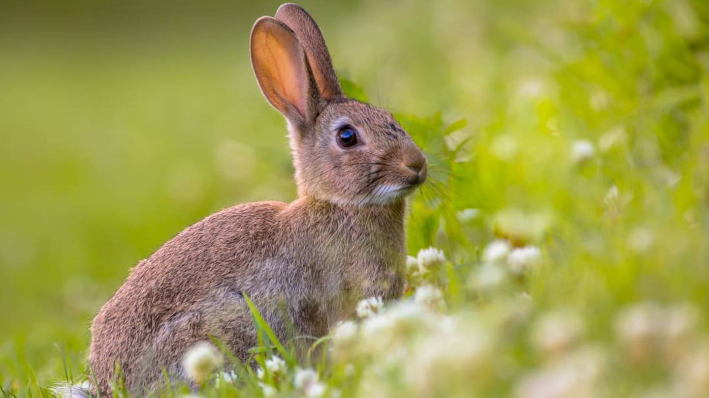 Are Rabbits as Prolific as Everybody Says?