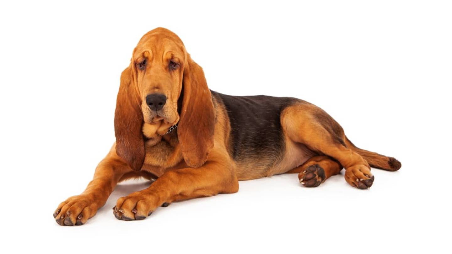What Makes Bloodhounds Such Great Tracking Dogs?