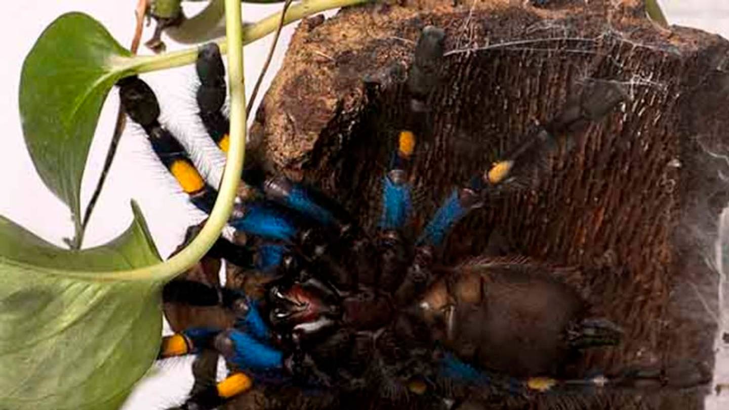 12 Awesome Spider Facts