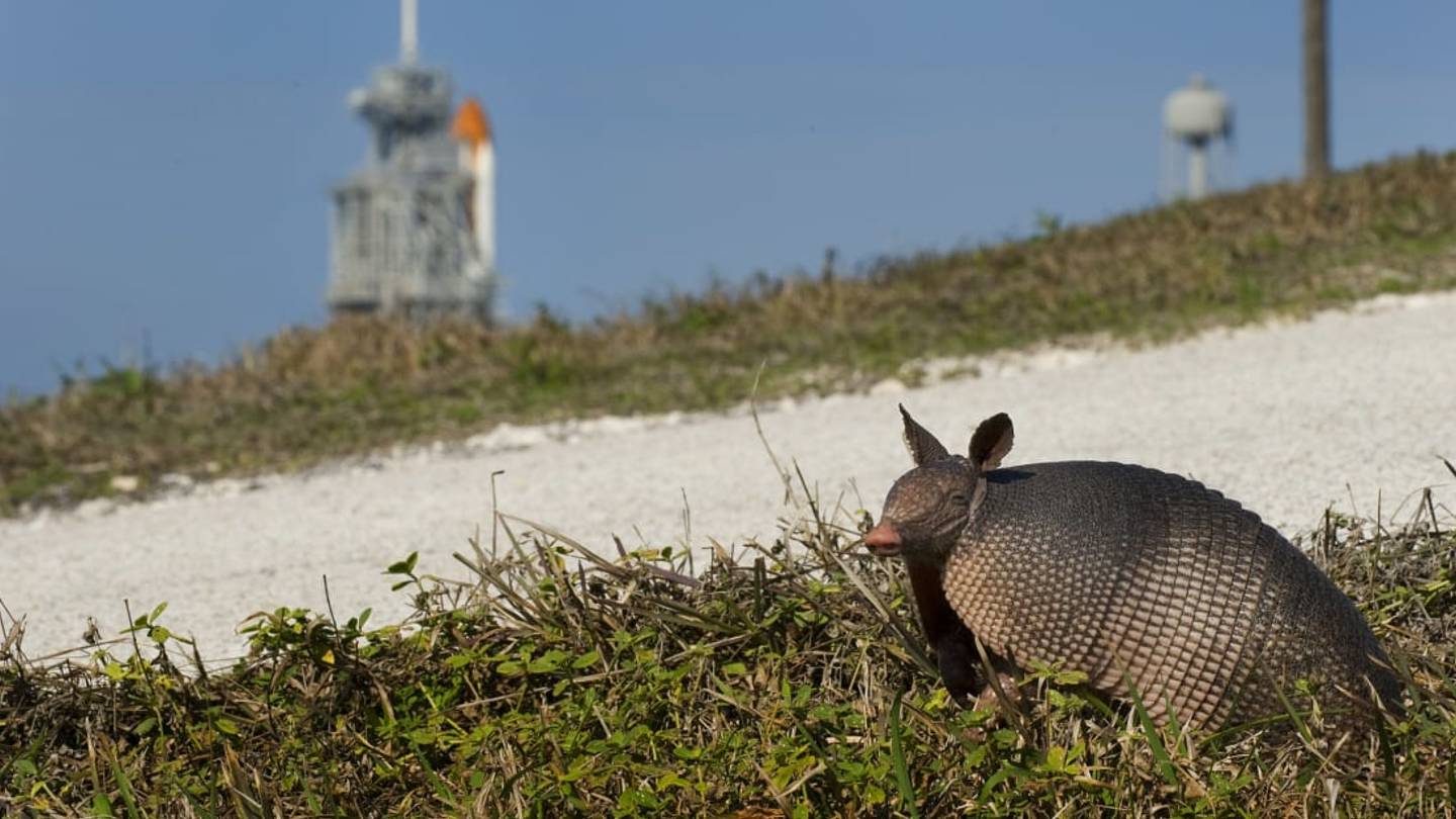 12 Odd Facts and Stories About Armadillos