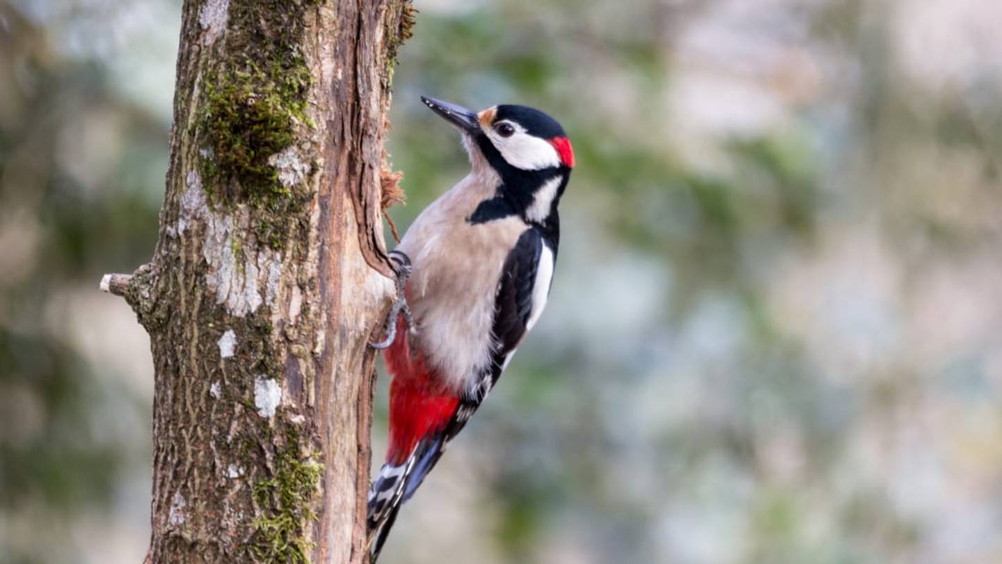 Why Don't Woodpeckers Get Brain Damage?