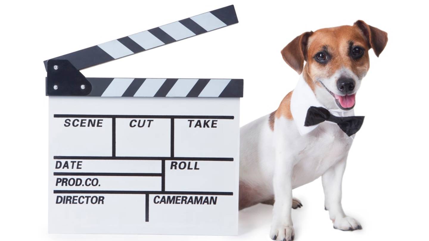 Who Ensures That "No Animals Were Harmed in the Making of This Film"?