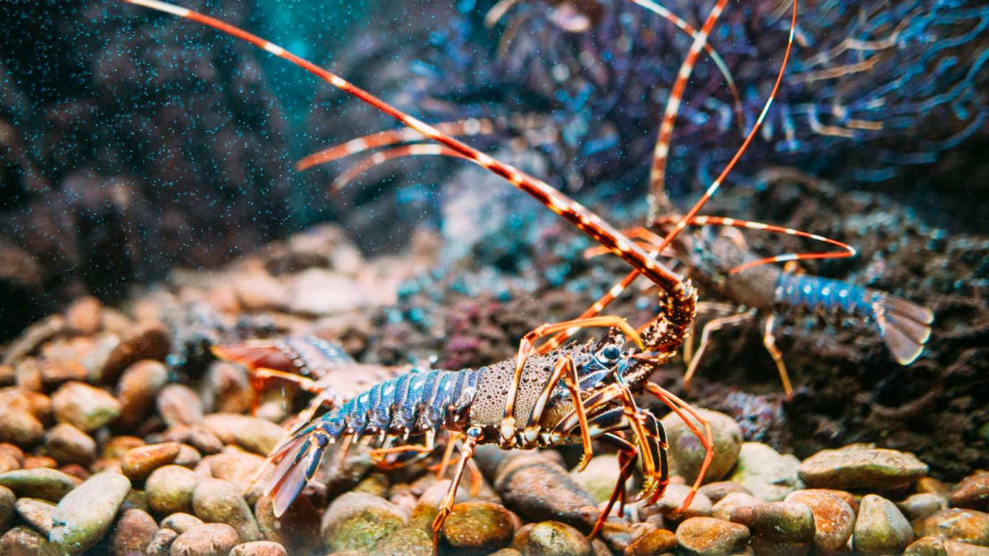 Do Lobsters Really Mate for Life?