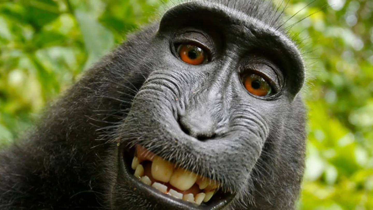 The Case of the Monkey Selfie: Animals Can't Own Copyrights, Judge Rules