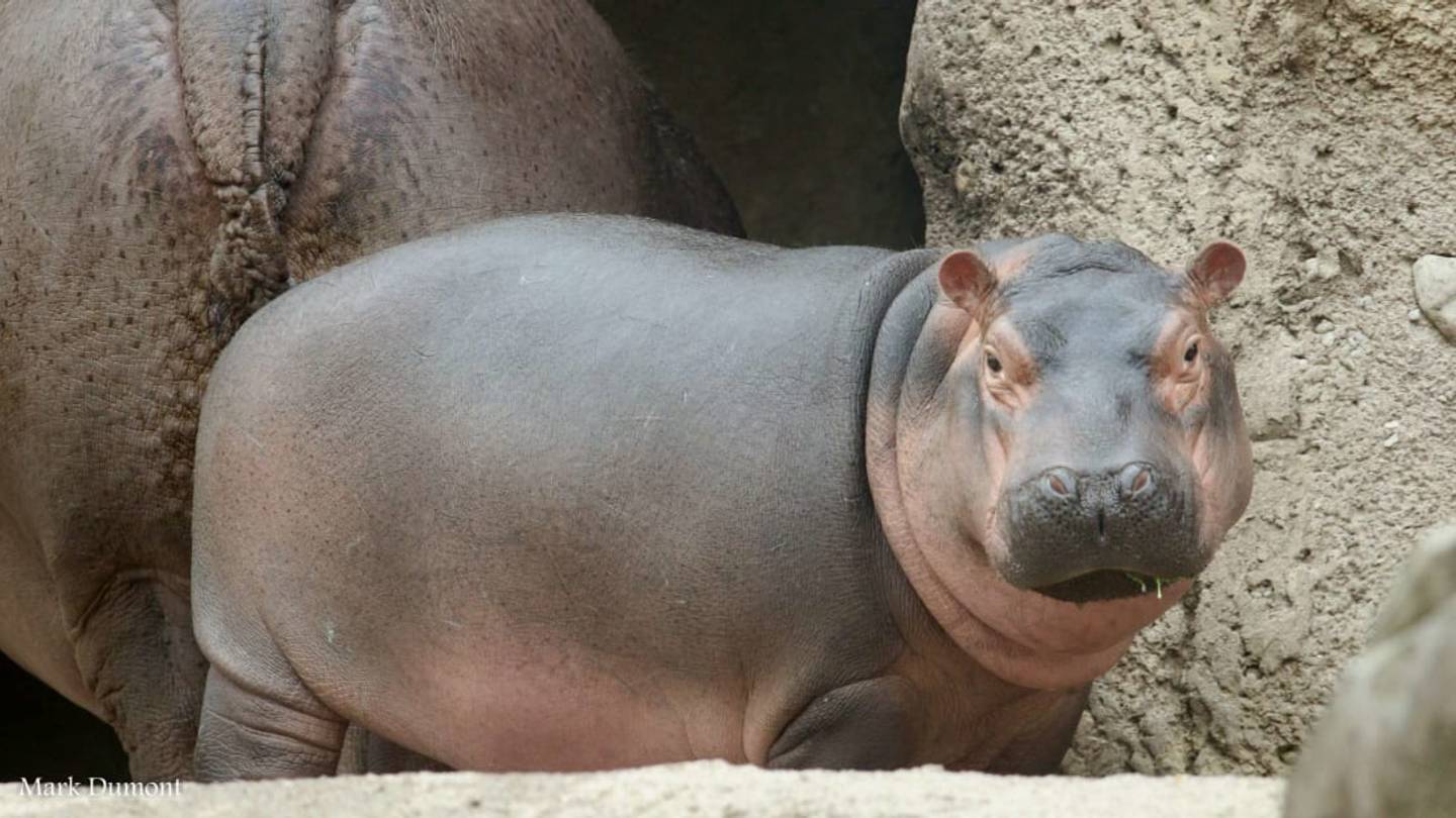 Youâll Be Able to Buy Some of Fiona the Hippoâs Poop to Fertilize Your Garden