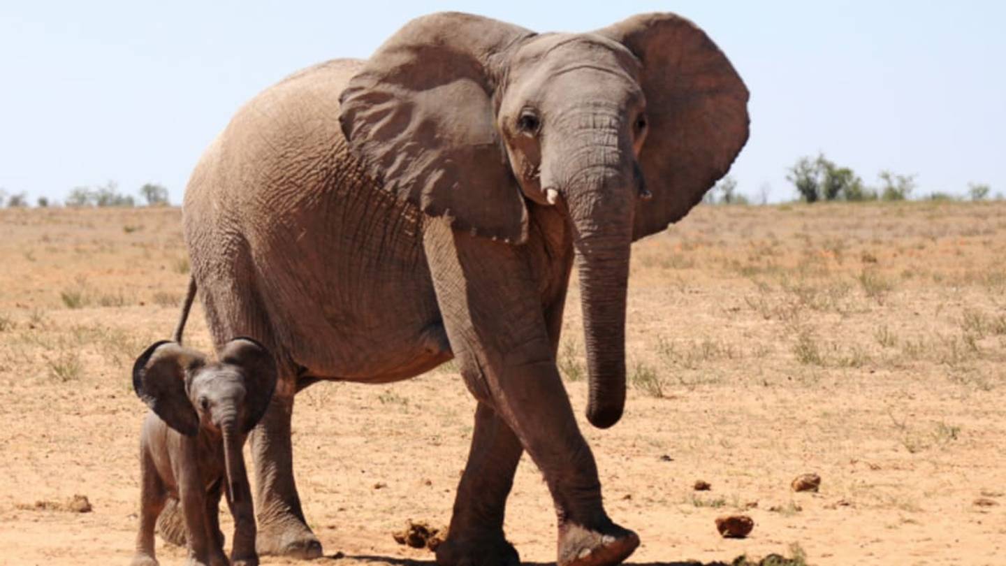 15 Delightful Parenting Tricks From The Animal Kingdom