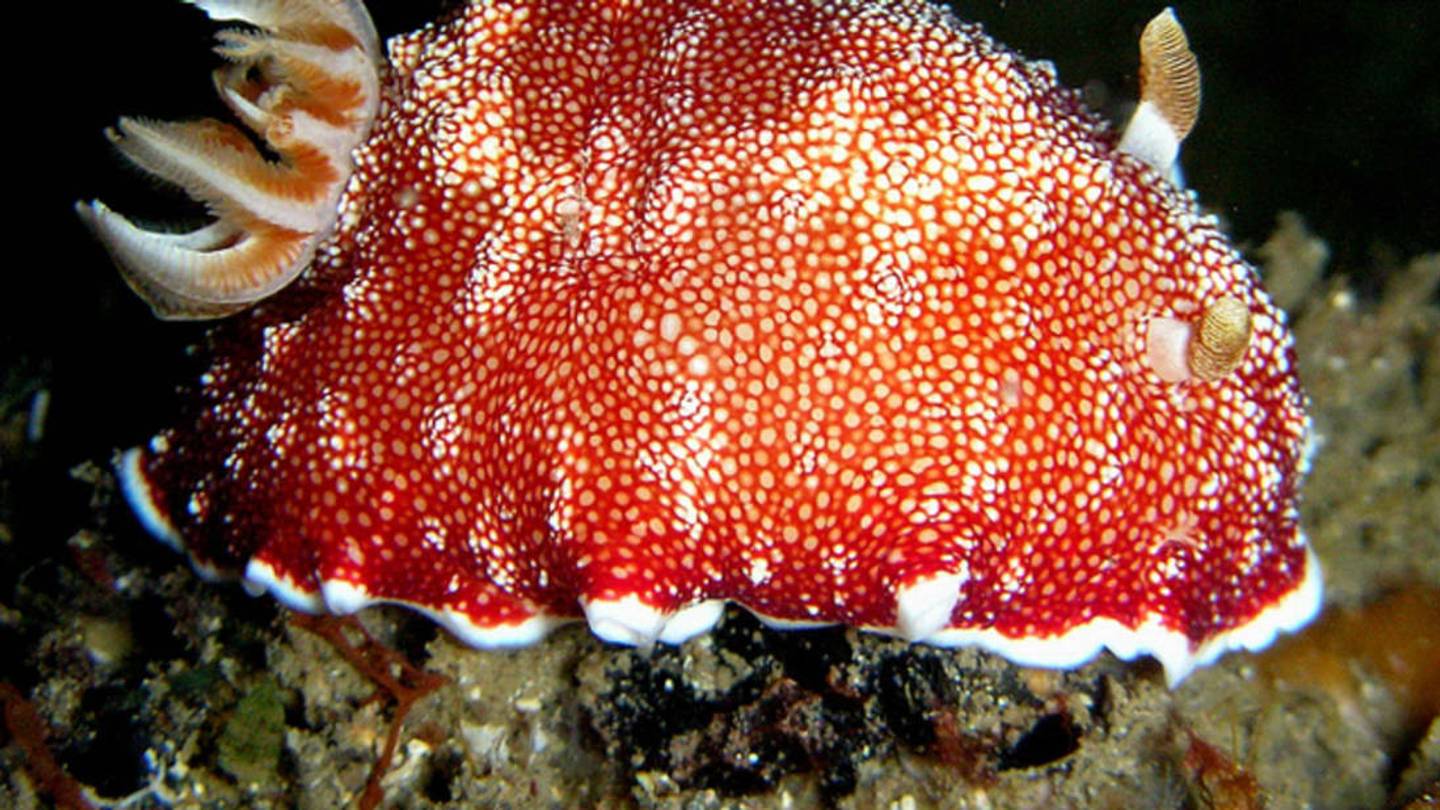 Meet the Sea Slug With the Disposable Penis