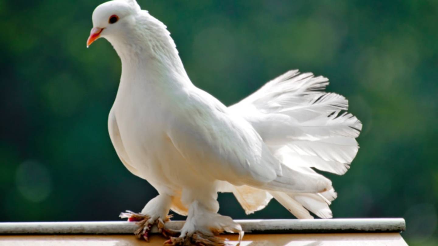 A History of the Pigeon
