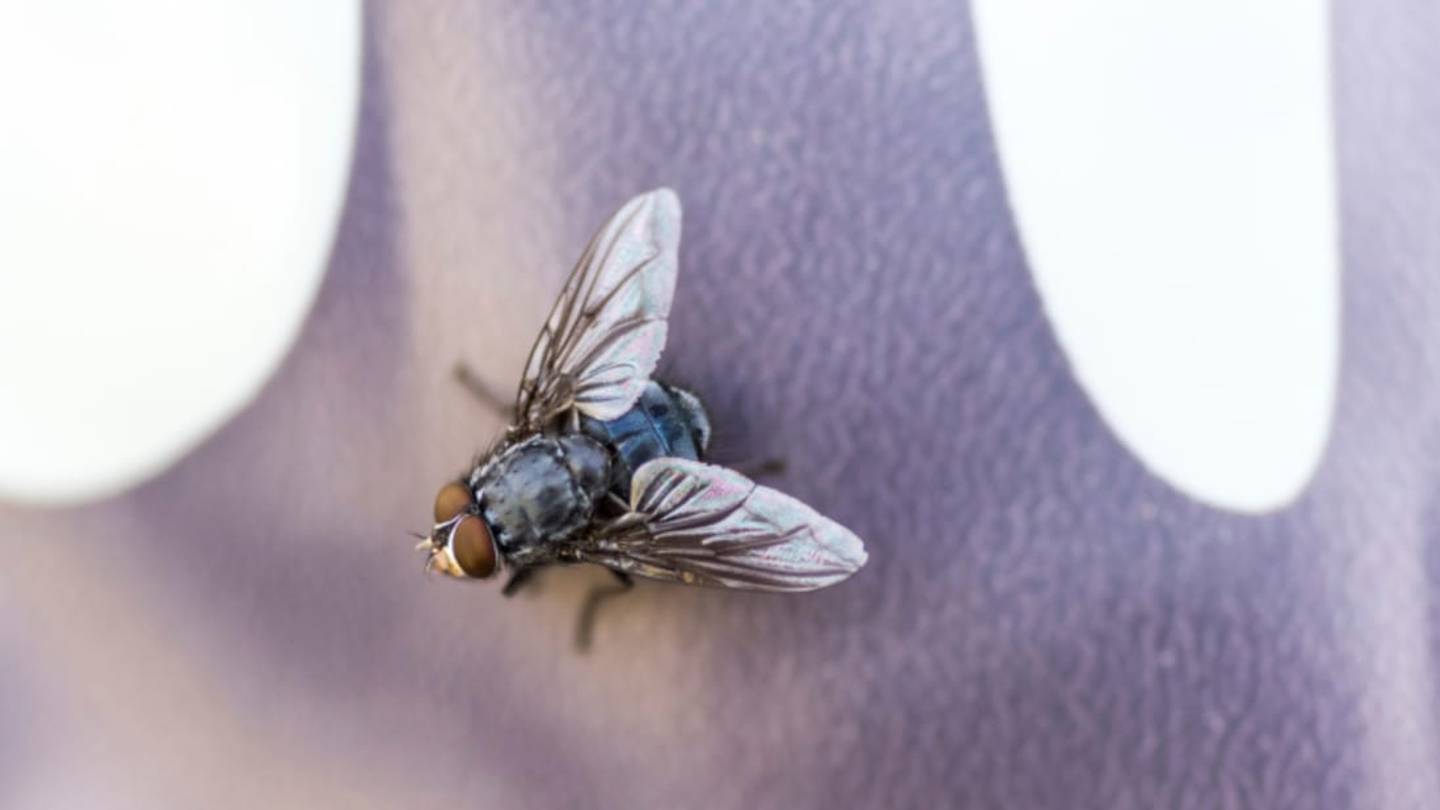 Do Flies Really Have 24-Hour Lifespans?