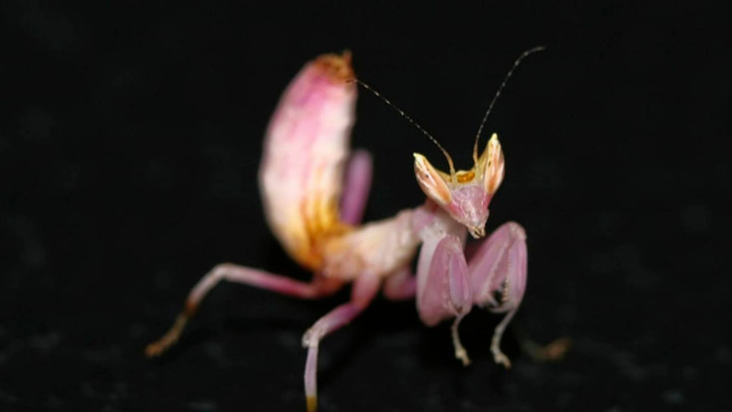 6 Spectacular Praying Mantises