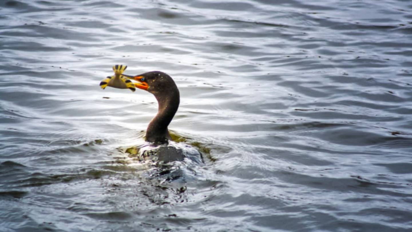 11 Surprisingly Smart Birds