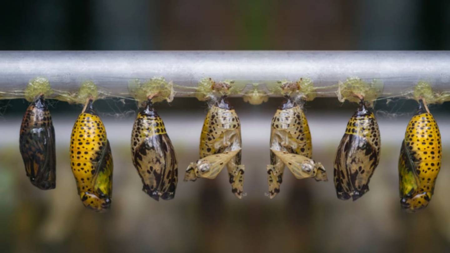 A Treasure Trove of Parasitic Wasps