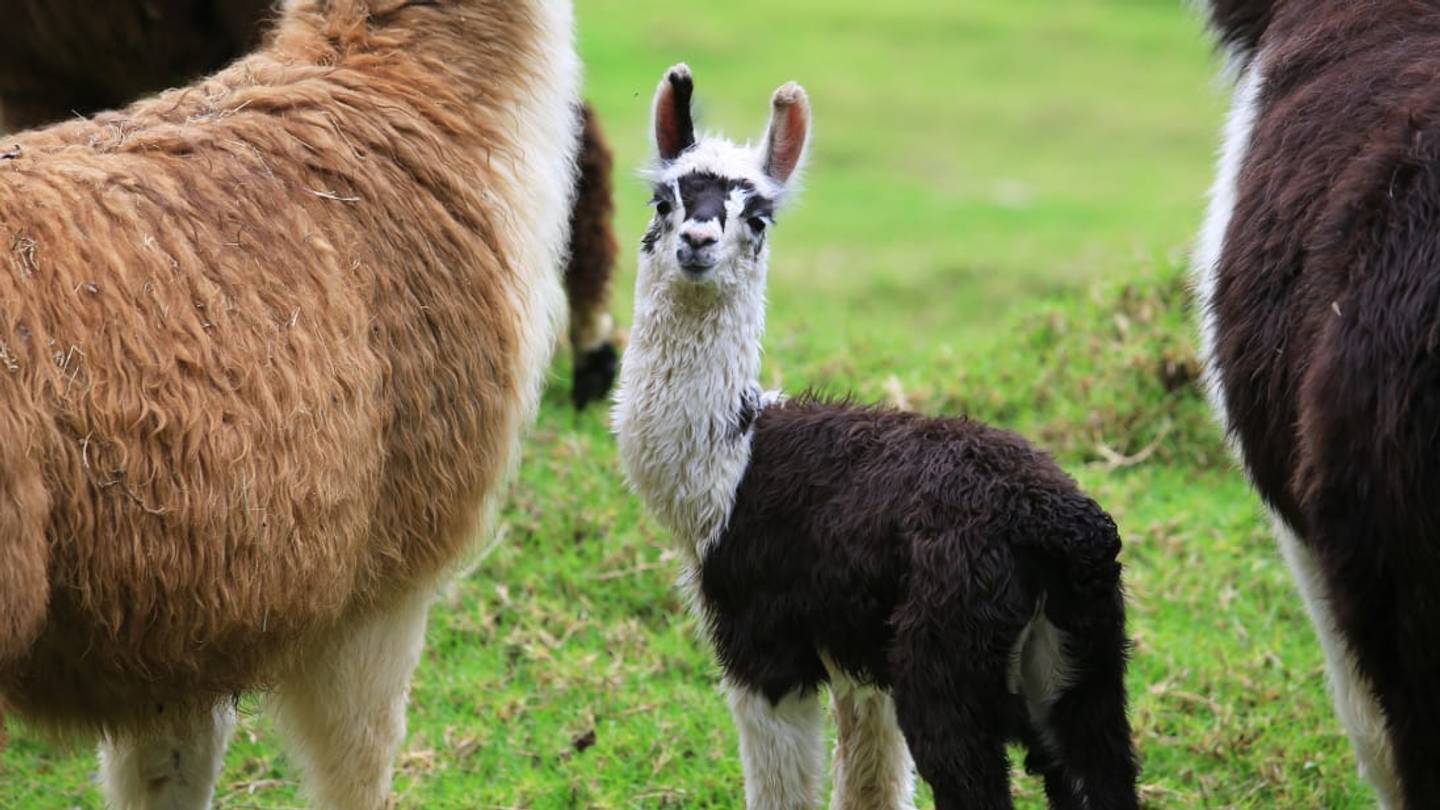 11 Lesser-Known Names for Baby Animals